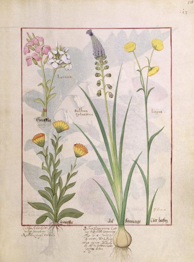 Illustration from the Book of Simple Medicines by Mattheaus Platearius by Robinet Testard
